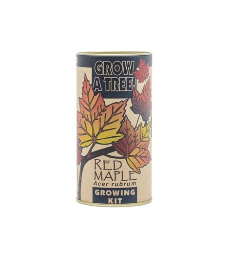 Red Maple Seed Grow Kit | Marketplace | 1800Flowers