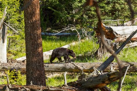 YEllowstone Summer Multi Day Wildlife Safari Eco Tour Adventures