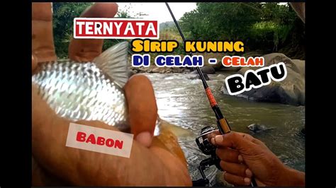 Ikan Regis Babon Di Celah2 Batu Ternyata Ikan Genggehek Di Celah