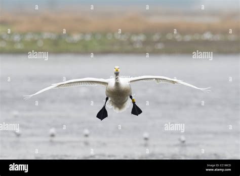 Whooper Swan Cygnus Cygnus Martin Mere Lancashire Uk Stock Photo