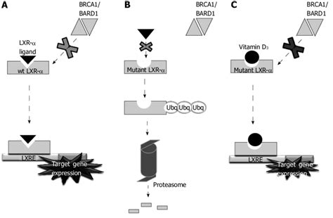 Schematic Diagram Representing The Mechanism Of Action Of Liver X