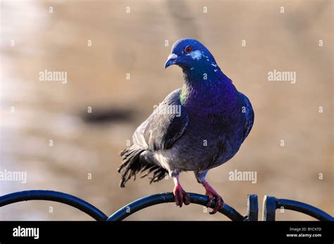 Ferrel Pigeon Hi Res Stock Photography And Images Alamy