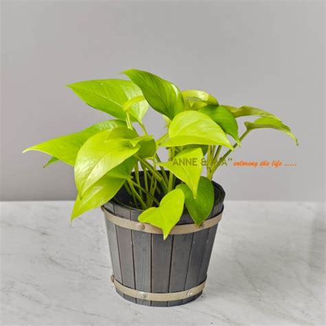 Jual Epipremnum Aureum Neon Neon Pothos Sirih Gading Kuning 12 Cm