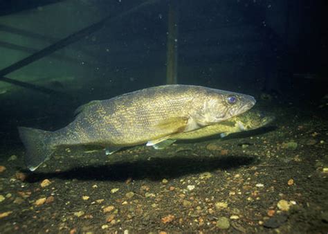 Walleye Freshwater Fish Of Massachusetts · Inaturalist