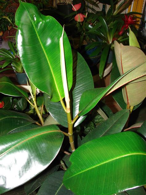 18 Great Rubber Tree Varieties to Grow Indoors or Outdoors - ProGardenTips