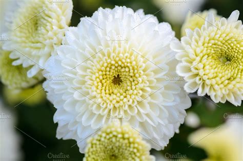 White Chrysanthemum Flowers High Quality Nature Stock Photos