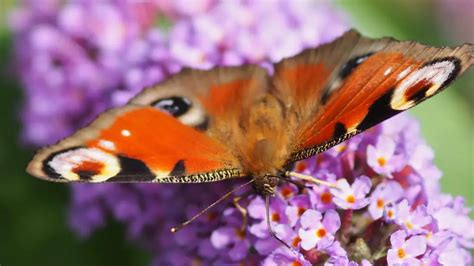 5 Enchanting Secrets To Bringing Your African Violet To Life