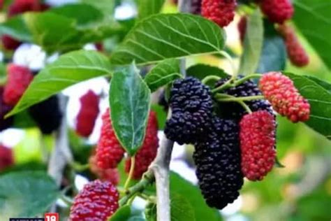 Mulberry Fruit: History, Interesting Facts and Benefits of Shahtoot ...