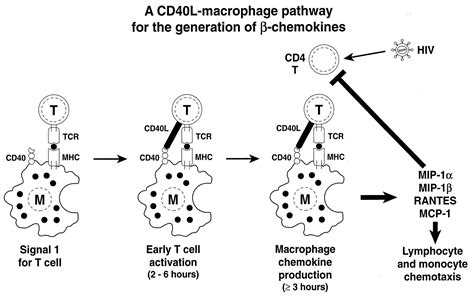 Cd Ligand Cd Stimulation Of Macrophages To Produce Hiv