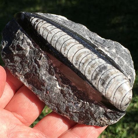 orthoceras fossil polished  natural   rock crystal shop