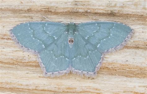 Maryland Biodiversity Project Angle Winged Emerald Moth Chloropteryx