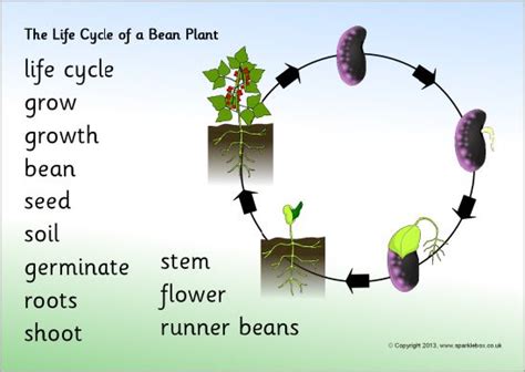 Life Cycle Of A Bean Plant Word Mat Sb Sparklebox Plant Life