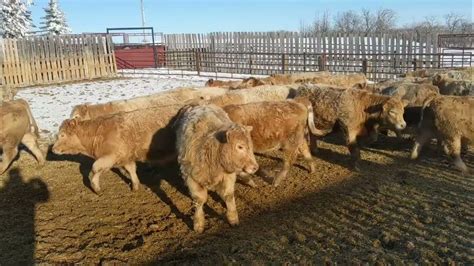 Yt Land And Cattle Merv And Ryan Toews 950 Char Steers Lot 8 Youtube