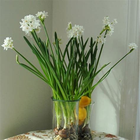 How to Force Paperwhite Narcissus to Bloom Indoors | Narcissus bulbs ...