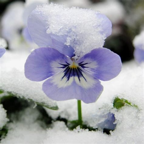 Plant Of The Month Winter Pansies And Violas Ransoms Garden Centre