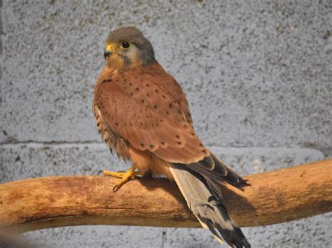 Falco Tinnunculus Kestrel In The Biblical Museum Of Natural History