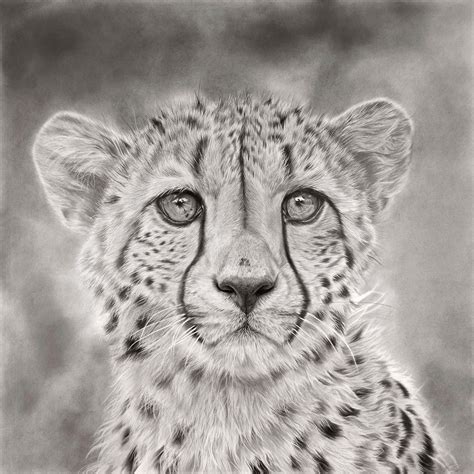 Share more than 76 realistic cheetah sketch best - seven.edu.vn