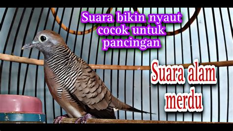 Perkutut Lokal Gacor Suara BESAR Merdu Pancingan Moncer Langsung NYAUT