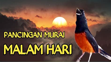 PANCINGAN MURAI BATU GACOR UNTUK TERAPI MALAM HARI SEKALI DENGAR