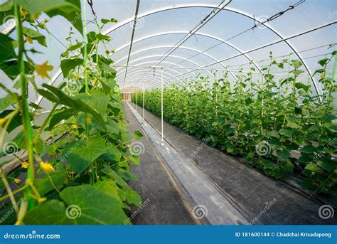 Cultivo De Pepinos En Invernadero Forma De Vida En Las Zonas Rurales