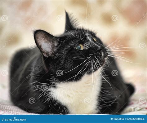 Black with a White Chest Cat Stock Image - Image of adorable, beauty ...