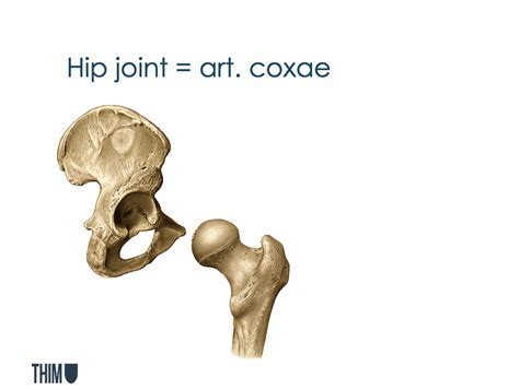 Diagram Hip Joint Art Coxae Quizlet