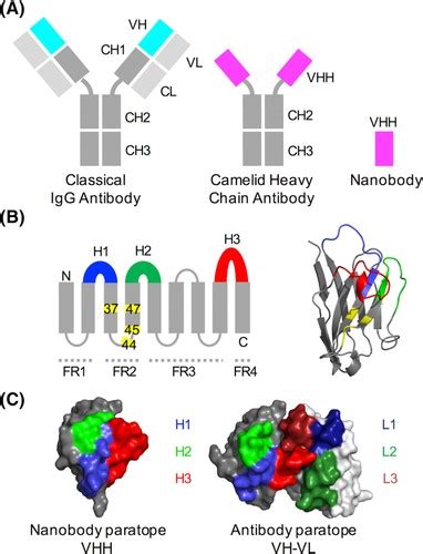 Heavy-Chain Variable (VHH) Antibodies: Diagnosis, Treatment and ...