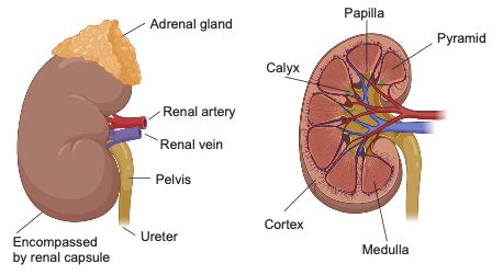 Glomerular Filtration And Tubular Reabsorption Flashcards Quizlet