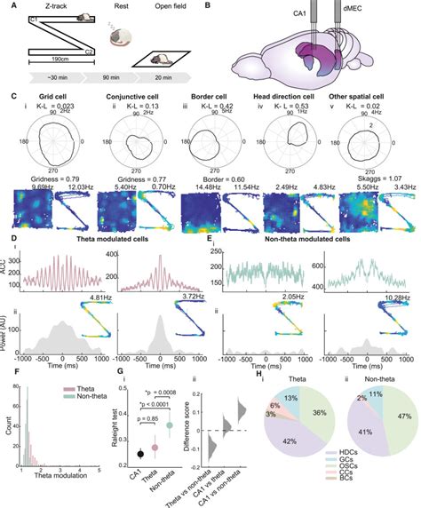 Theta Band Phase Locking During Encoding Leads To Coordinated