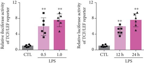 The dissociation of VE cadherin β catenin complex and the activation of