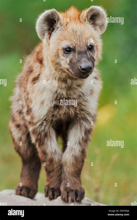 Spotted Hyena Or Spotted Hyena Crocuta Crocuta Juvenile Captive