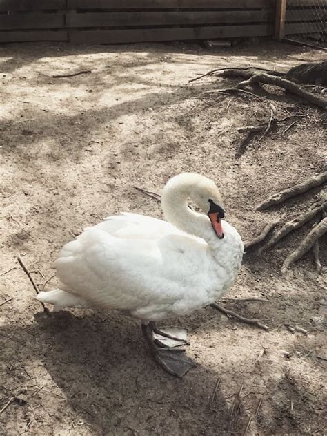 White Swan Walking on Ground · Free Stock Photo