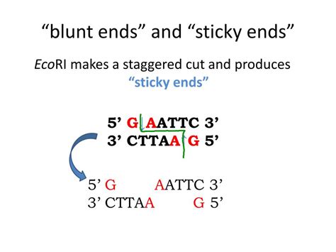 Ppt Restriction Enzymes Powerpoint Presentation Free Download Id 4144613