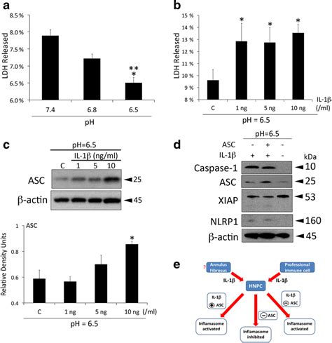 Exogenous IL 1β contributes to the inflammatory response in HNPC Cells