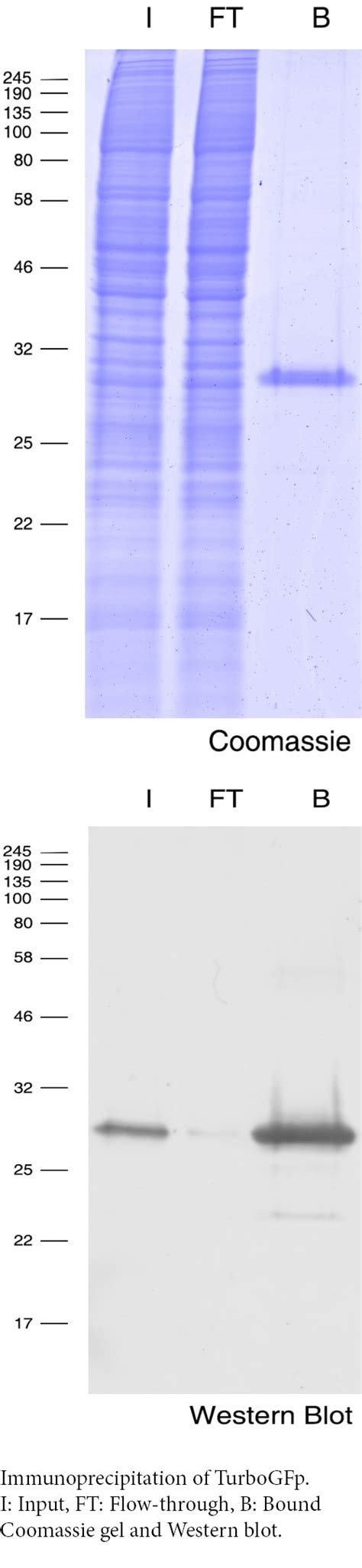 Turbogfp Trap Agarose Beads Proteintech