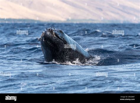 Humpback whale head lunge. Lahaina, Maui, Hawaii Stock Photo - Alamy