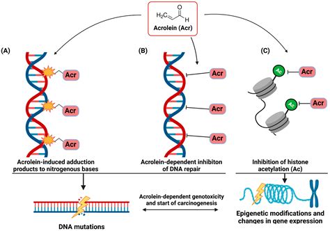 Cells Free Full Text The Tobacco Smoke Component Acrolein As A