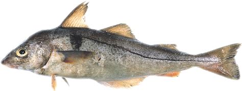 haddock alchetron   social encyclopedia