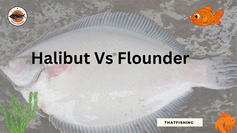 Halibut Vs Flounder 2023 Everything You Need To Know