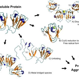 Molecular Mechanisms Involved In Cu Induced Aggregation Of Human