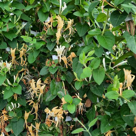 Schlingendes Gei Blatt Lonicera Japonica Hall S Prolific Gelb