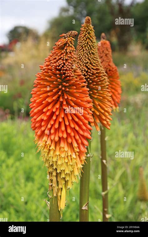 Red hot poker flower Stock Photo - Alamy