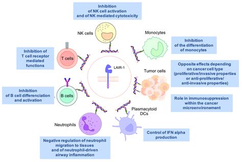 Ijms Free Full Text Lair1 An Itim Containing Receptor Involved In