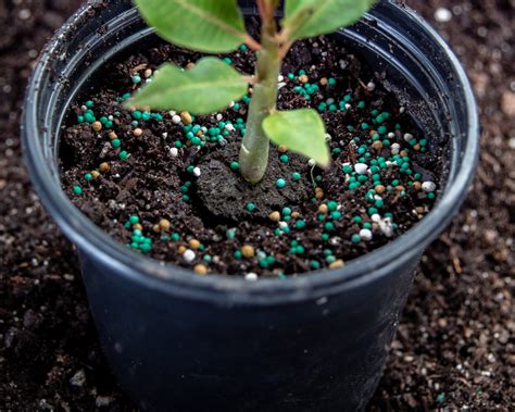 Fertilizing New Seedlings Growing Plumeria From Seeds