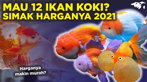 Jenis Ikan Mas Koki Beserta Harga Di Tahun Youtube