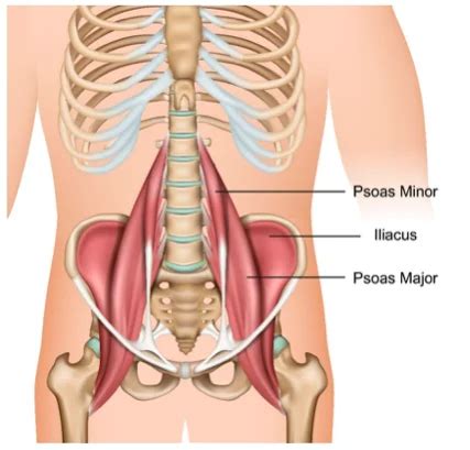 Psoas Syndrome : Causes, Symptoms, Diagnosis & Treatment