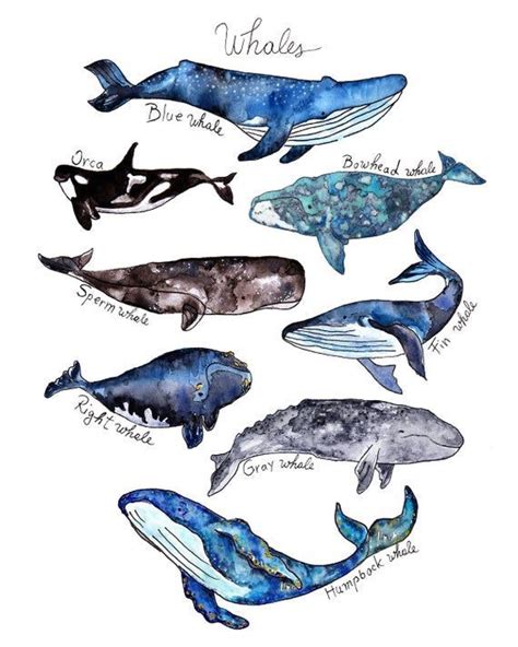 Set Of 2 Prints Watercolor Whale Print Shark Print Whale Image 1