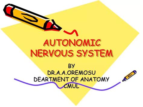 Ppt Autonomic Nervous System Powerpoint Presentation Free Download