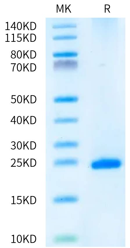 Human Fgf Kgf Protein Kgf He