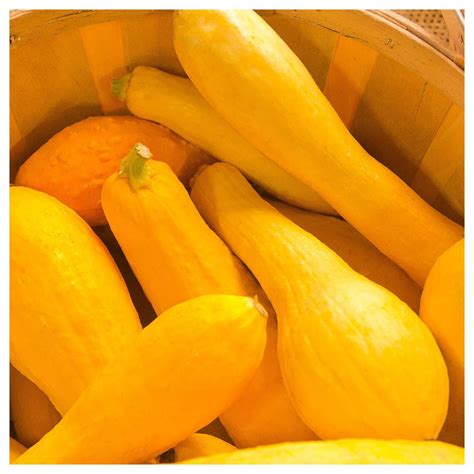 Everwilde Farms 1 Lb Prolific Straightneck Summer Squash Seeds Gold Vault Bulk Seed Packet